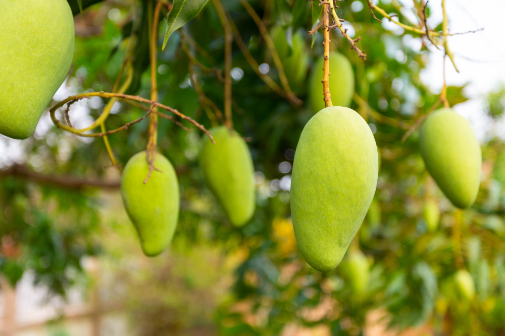 foto-producto-mangoes.jpg