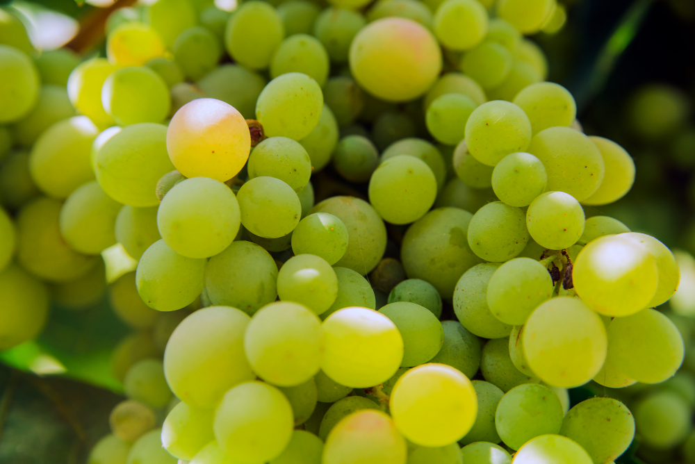 foto-producto-uvas.jpg