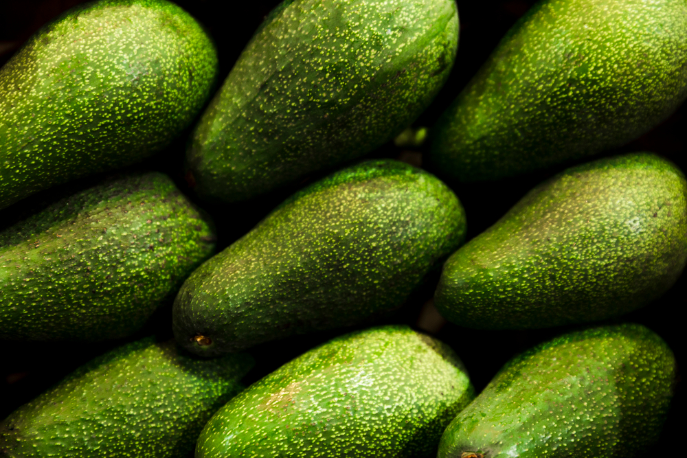 palta-fukuda-bg.jpg